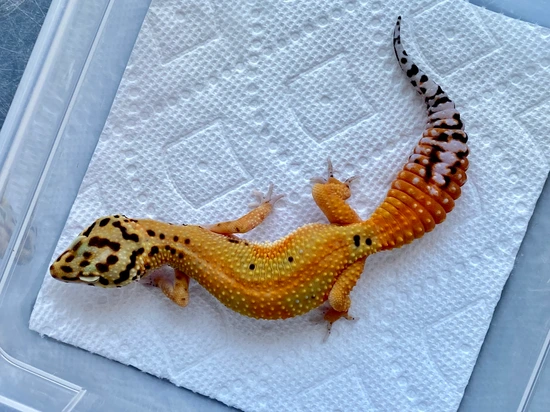 Joker Project Het Bell Leopard Gecko by SaSobek Reptiles