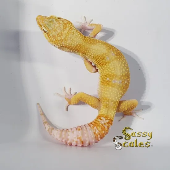 Atomic Rainwater Red Stripe, 66% Het Eclipse Leopard Gecko by Sassy Scales