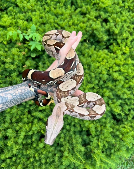 juvenile-guyana-boa-true-red-tailed-boa-constrictor-by-satoo