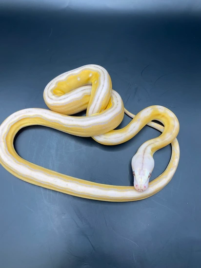 Dwarf Purple Albino Motley Tiger 66% Het Anery (Snow) 37.5% Kalaotoa 12 ...