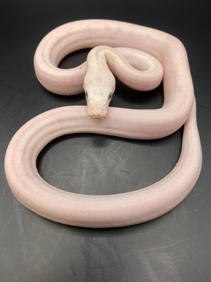 56.25% Kalaotoa Ivy Line GC Cow 50% Het Purple Albino Pos Het Anery ...