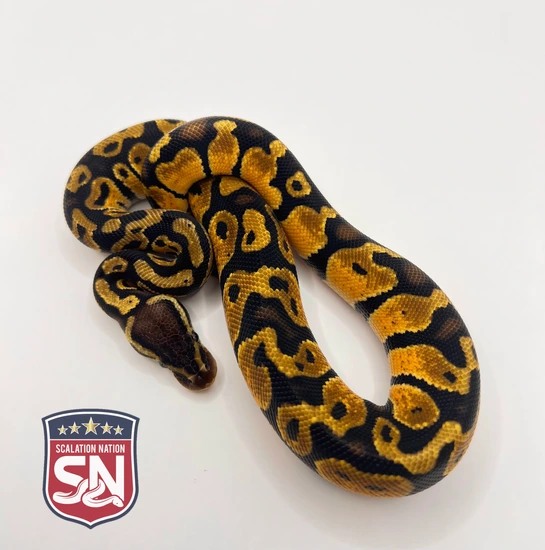 Pastel 100% Het Sunset Ball Python by Scalation Nation