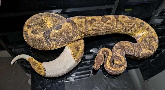 RTB Enchi Piebald Het Candy Female Ball Python by Dreaming Snakes ...