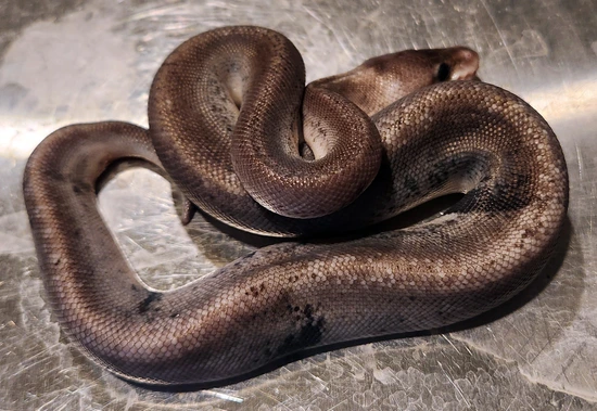 Silver Bullet Python Silver Bullet Ball Python by Scales, Fins & Feathers
