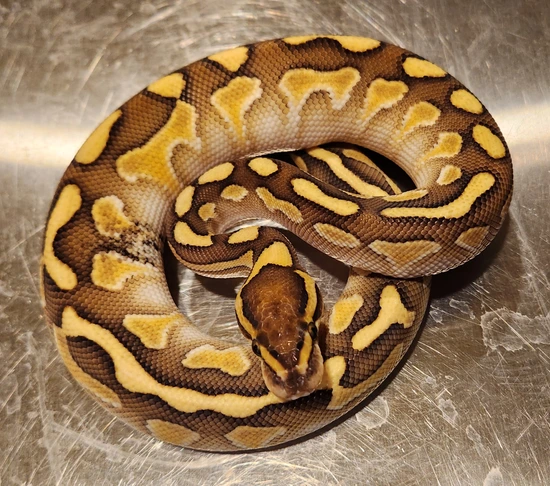 Cryptic Butter Ball Python by Scales, Fins & Feathers