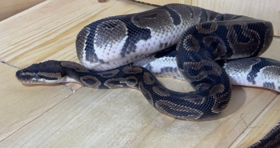Normal Ball Python by The Python Patch