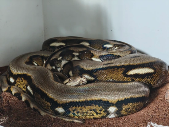 Female Tiger 66%het Pied Pos Purple Albino Reticulated Python by Smools ...