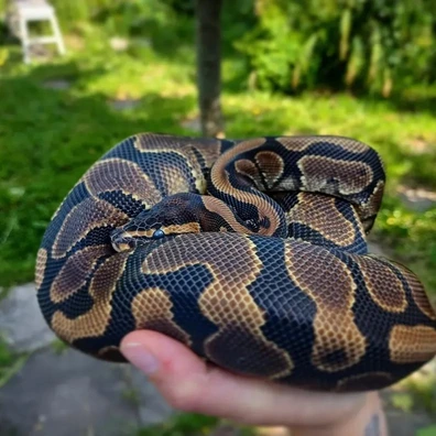 Male Gravel Cb22 Ball Python - male for sale from Smools Snakes