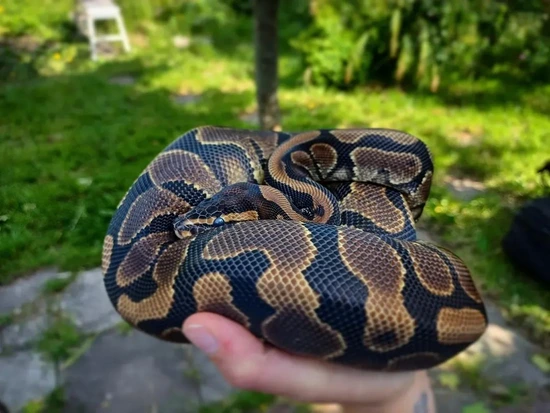 Male Gravel Cb22 Ball Python by Smools Snakes