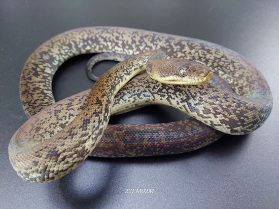 2022 Timor Island Macklot's Python by Scattershot Exotics