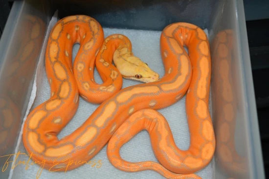 Ogs Tiger Reticulated Python OG OGS Reticulated Python by SCConstrictors