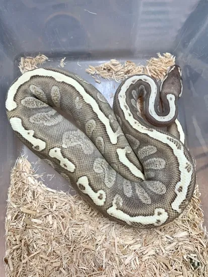 Ghi Butter Fire Ball Python by Planet Python