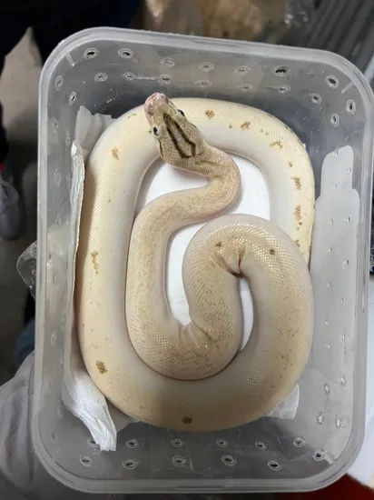 Smoke Burmese Python by Palatinate Reptiles