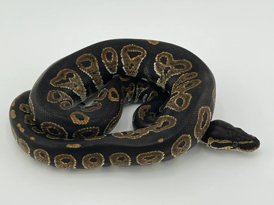 Blackhead HRA Ball Python by Schumann & Sons Pythons