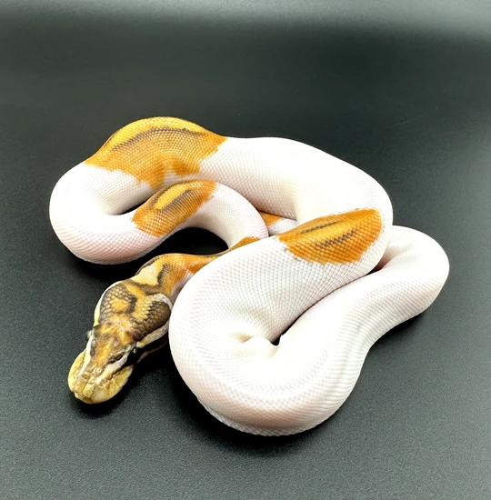 Baker Special Orange Dream Hypo Piebald - FREE SHIPPING! Ball Python by ...