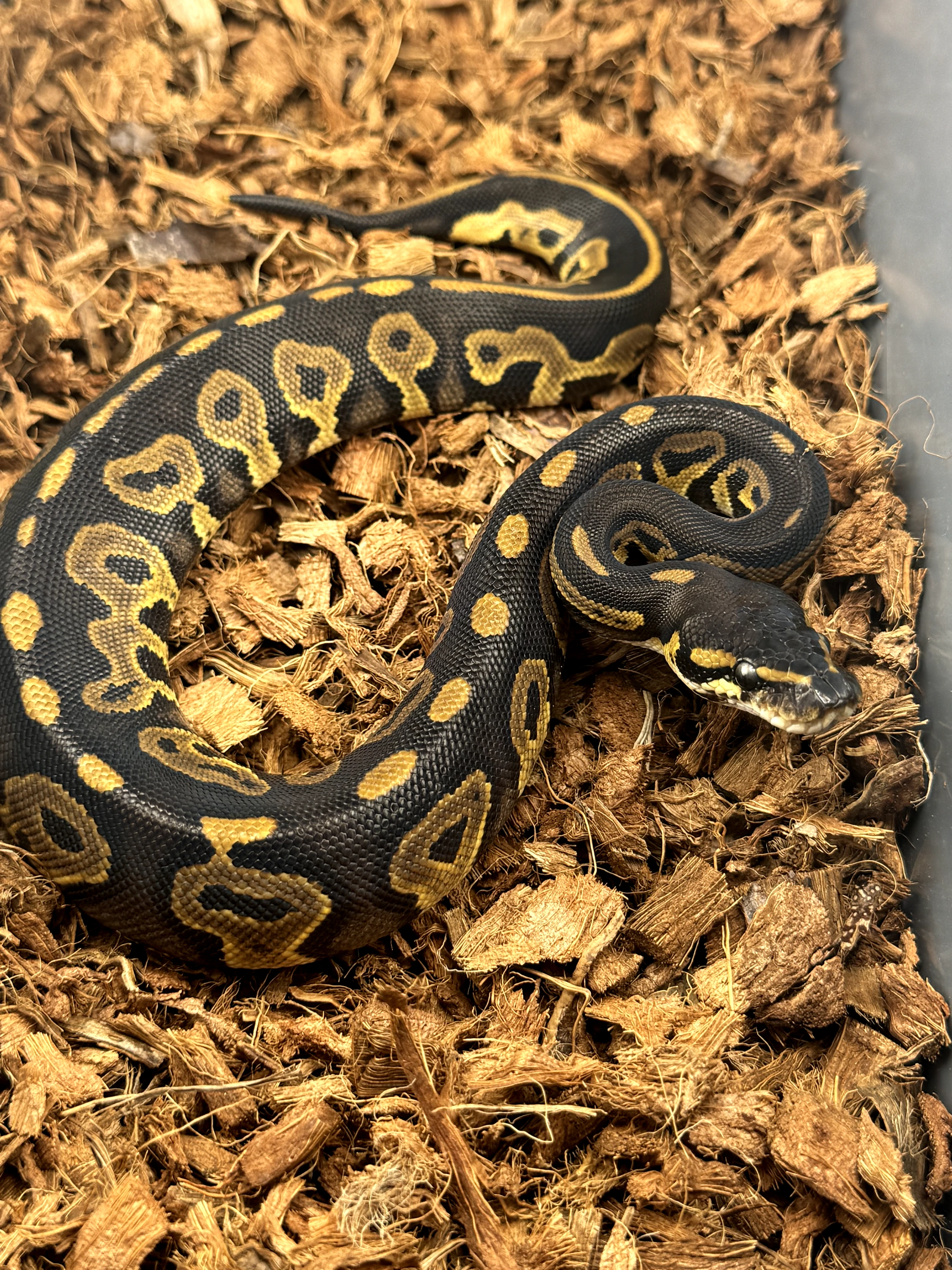 Blackhead Leopard Het VPI Axanthic Het Clown - Free Shipping! Ball