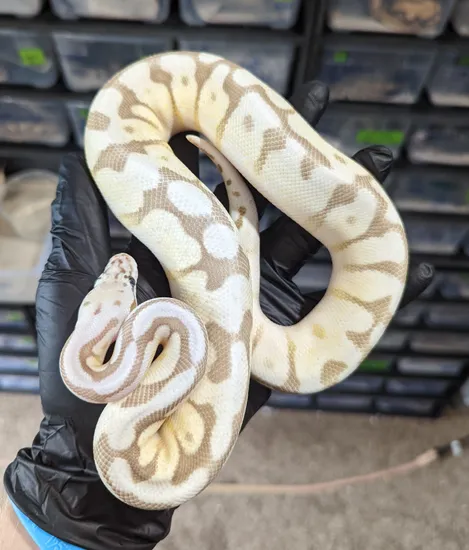 Lesser Spider Python Lesser Fire Spider Het Clown Ball Python by Pacific Northwest Pythons