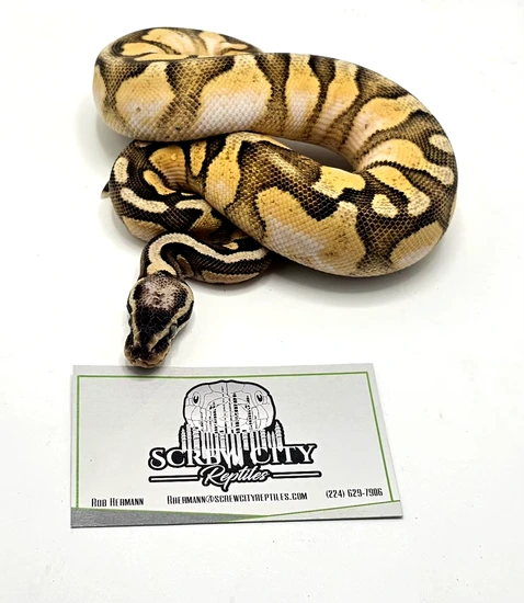 Super Calico Python Super Pastel Enchi Calico Lesser Ball Python by Screw City Reptiles