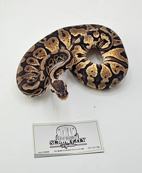 Yellowbelly Het Sunset Ball Python by Screw City Reptiles