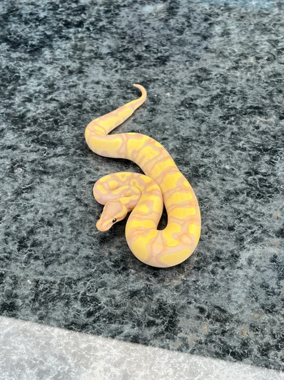 Banana Enchi Yb Het Pied (Poss BH) Ball Python by Tidal Wave Morphs