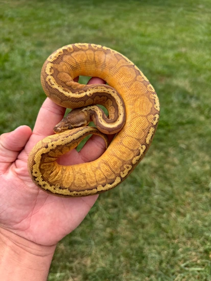 Pastel Spotnose Sunset Het Clown Ball Python by Tidal Wave Morphs