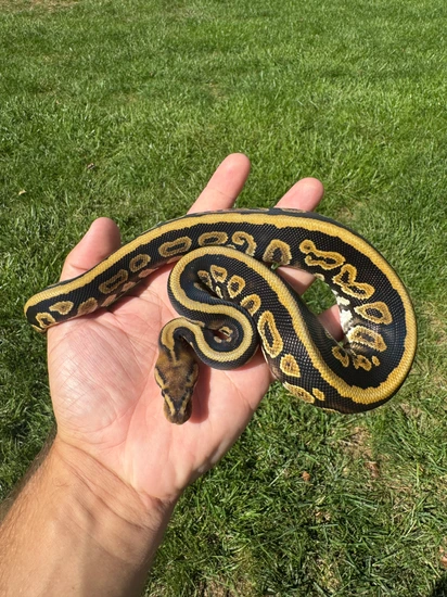 Mahogany Spotnose Het Clown Ball Python by Tidal Wave Morphs