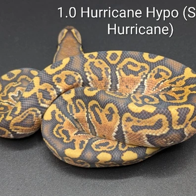 Hurricane Hypo Pair Male Pos Super Ball Python - female for sale from SD Imperial Pythons