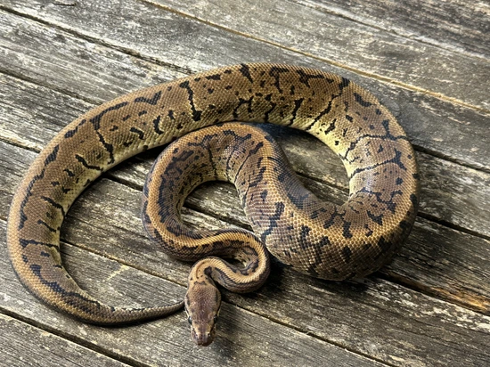 Acid Pinstripe Ball Python by Odin's Mixology llc
