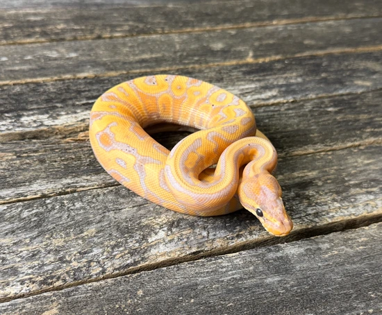 Banana Leopard Fire Python Banana Leopard Redstripe Pos Het Hypo Pied Ball Python by Odin's ...