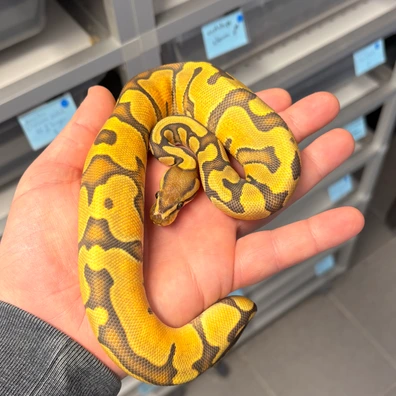 0.1 Orange Dream Yellow Belly Hypo Ball Python - female for sale from Kas Reptiles