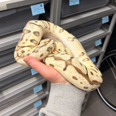 Spotnose Pastel Orange Dream Jungle Woma Clown Ball Python - female for sale from Kas Reptiles