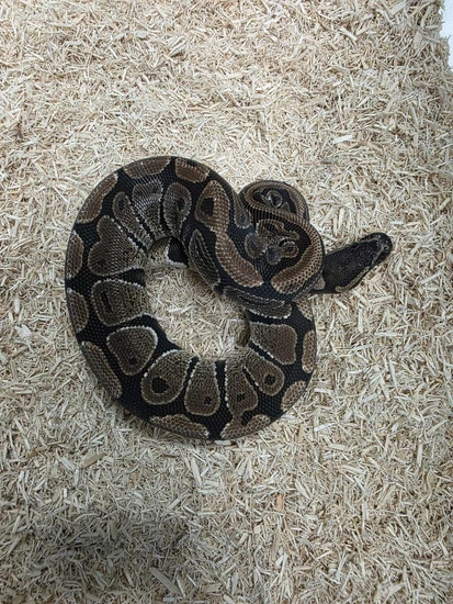 Charlie Ball Python by Second-Hand Serpents Reptile Rescue