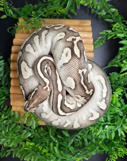 Onyx Ball Python by Second-Hand Serpents Reptile Rescue