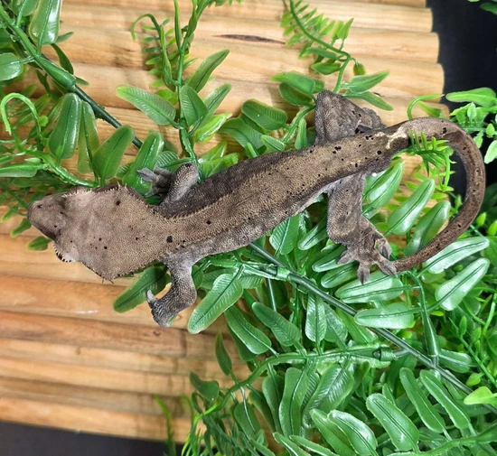 Ash Crested Gecko by Second-Hand Serpents Reptile Rescue
