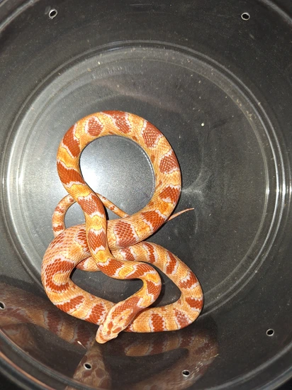Extreme Reverse Okeetee Corn Snake by R & S Reptiles LLC