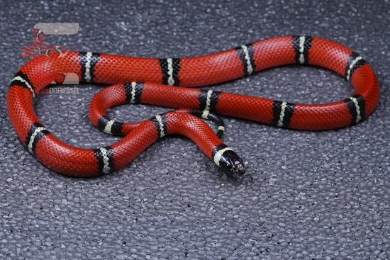 Sinaluan Pattern Baubel Line Sinaloan 100% Het Vanishing Pattern Sinaloan Milk Snake by ...