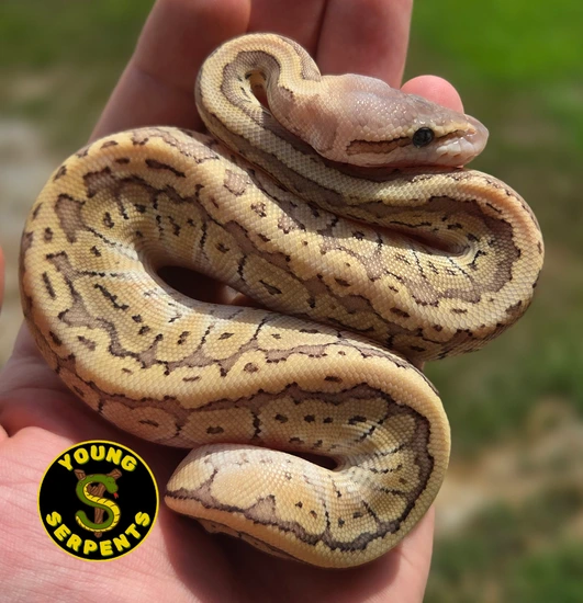 Emperor Pinstripe Ball Python by Young Serpents