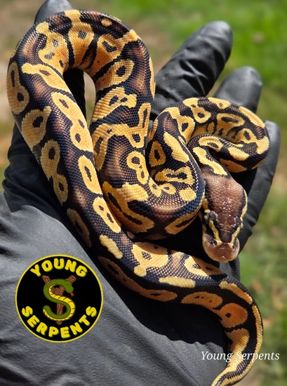 Firefly Cinnamon Ball Python Firefly Ball Python by Young Serpents