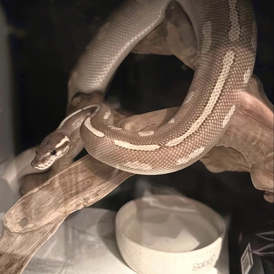 Purple Passion ‘22 Ball Python - female for sale from Serpentecraft