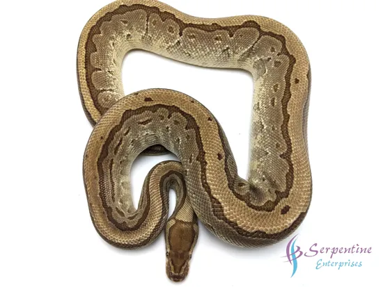 King Pin Python KIngpin Ball Python by Serpentine Enterprises