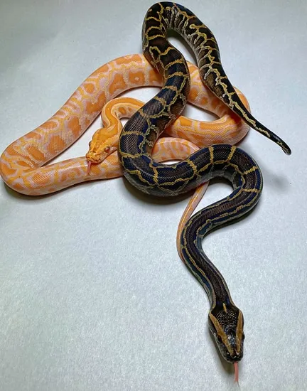 HET PIED, CARAMEL Pair Burmese Python by Serpents By Design LLC