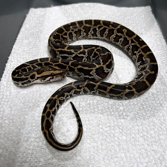 Normal Het Piebald, Ph Patternless, Granite, Albino, Caramel Burmese ...