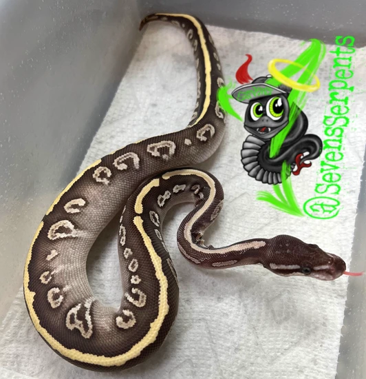 Super Phantom Ball Python by Sevens Serpents