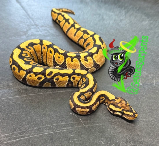 Spotnose Grim 66% Het Clown/Og Ball Python by Sevens Serpents