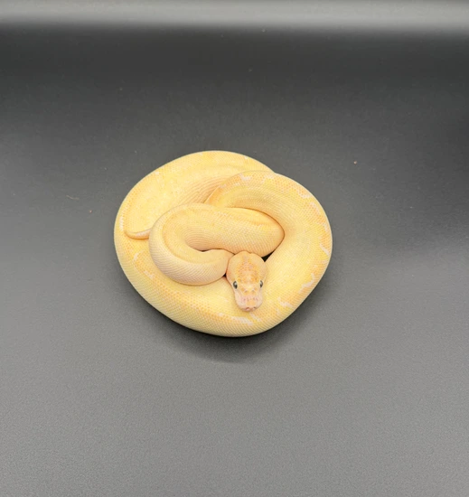 *no reserve* fire orange dream clown ball python by... Ivory Orange Dream Clown Ball Python by Shades_Of_Blue_Morphs_LLC