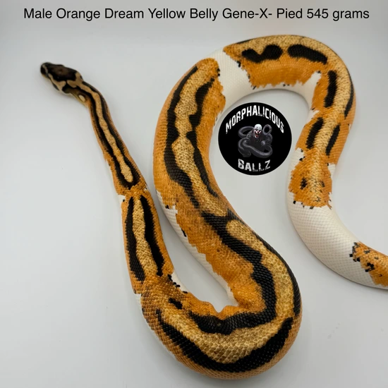 Piebald Orange Dream BREEDER GROUP Ball Python by Morphalicious ballz