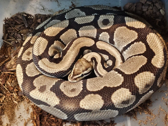 Fire Ball Python by VLD Exotics