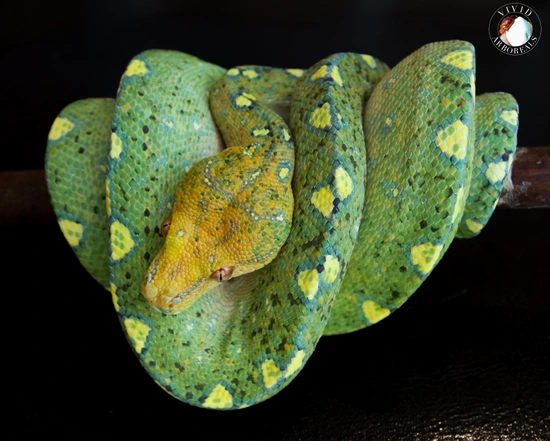 Female Green Tree Python by Vivid Arboreals