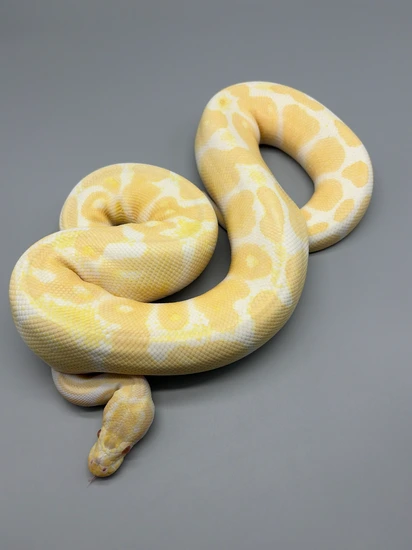 Sub Saharen Ball Python Sub Adult Albino Ball Python by Northwest Terraria