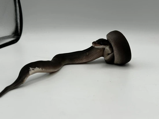 High Black Panda Pied Ball Python by The Python Den